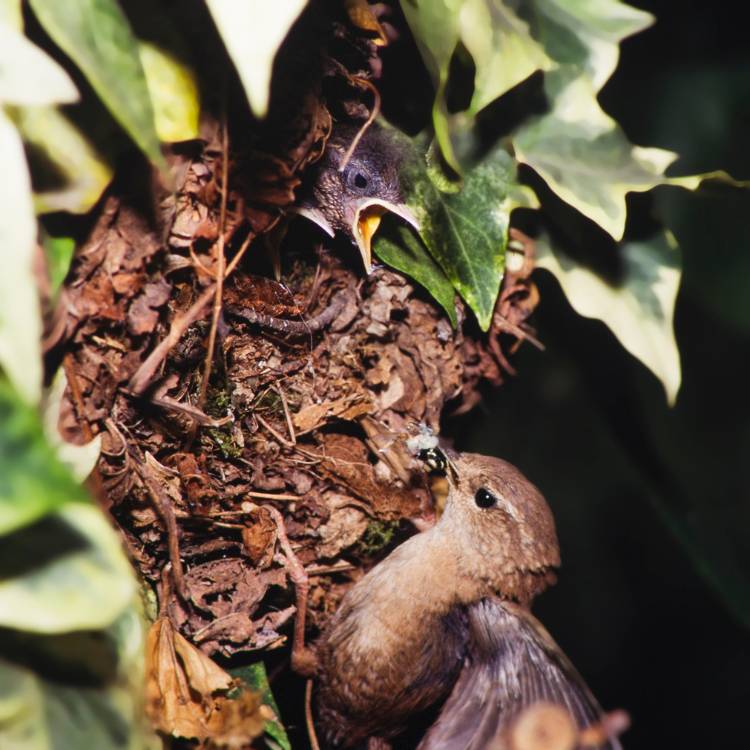 Wrens nest